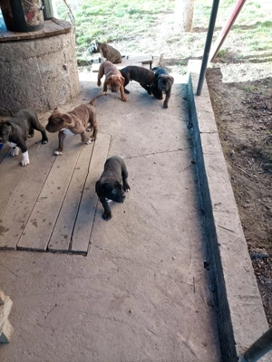 Cățeluși American Bully  - imagine 2