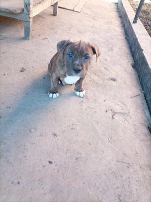 Cățeluși American Bully  - imagine 3
