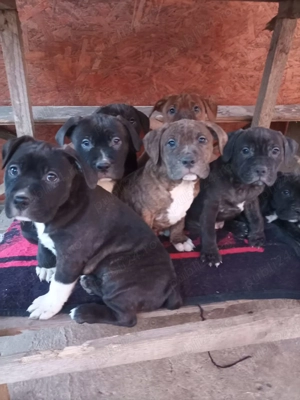 Cățeluși American Bully  - imagine 4