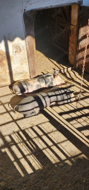 vand 2 soldani de 35-40 de kg - imagine 4