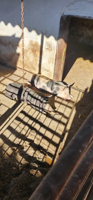 vand 2 soldani de 35-40 de kg - imagine 5