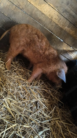 Purcele mangalița  - imagine 2