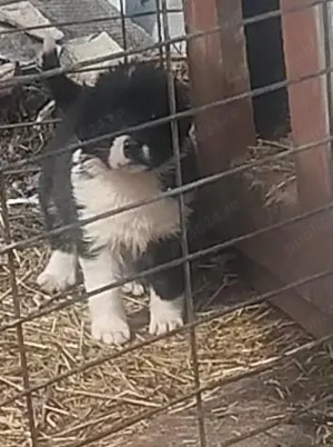 catel Ciobanesc corb  - imagine 2