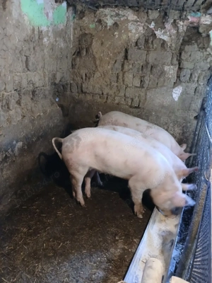 de vanzare porci
