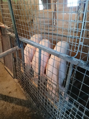 de vanzare porci - imagine 2