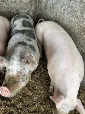 porci 300 kg - imagine 5