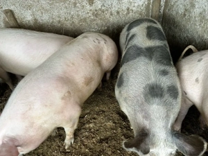 porci 300 kg - imagine 3