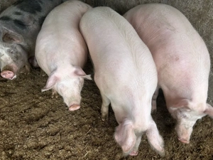 porci 300 kg - imagine 4