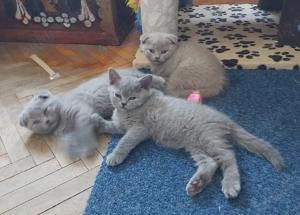 Puiuti pisica rasa british& scotish în vârstă de2 luni - imagine 2