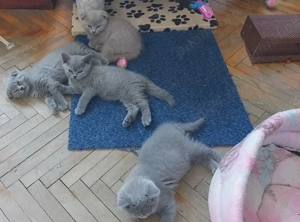 Puiuti pisica rasa british& scotish în vârstă de2 luni - imagine 3