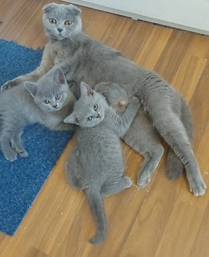 Puiuti pisica rasa british& scotish în vârstă de2 luni - imagine 4