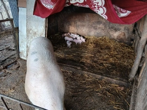 vanzare purcea cu purcei 