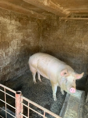 Porc de vanzare ( aproximativ 210 kg)  - imagine 3