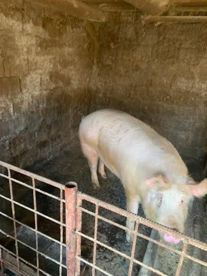 Porc de vanzare ( aproximativ 210 kg)  - imagine 2