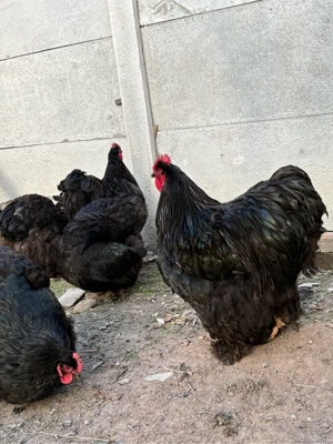 Vand oua cochinchina urias pe negru  - imagine 3