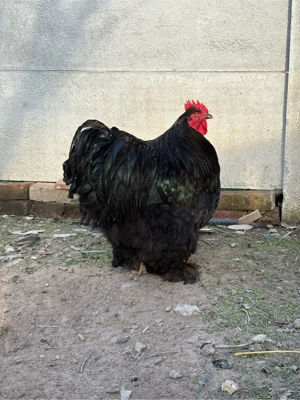 Vand oua cochinchina urias pe negru  - imagine 5