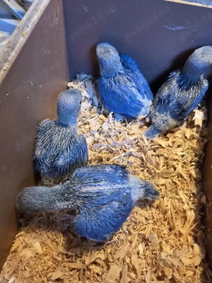 papagali micul alexandru(puișori blănzi)