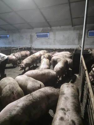 Porci si Purcei - imagine 3