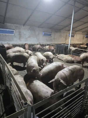 Porci si Purcei - imagine 4