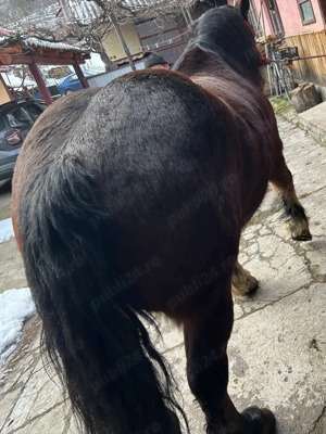 Vând cal semigreu 6 ani  - imagine 4