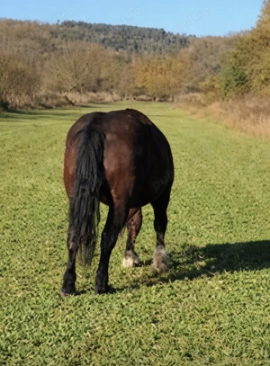 Vând cal semigreu 6 ani  - imagine 3