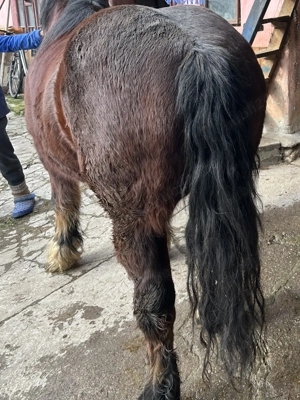 Vând cal semigreu 6 ani  - imagine 2