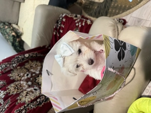 Bichon maltez - 6 săptămâni - rasa pură