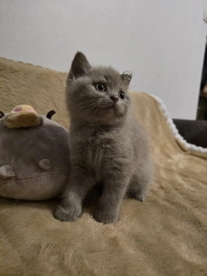 British shorthair lila - imagine 2