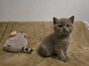 British shorthair lila