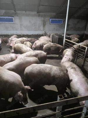 Porci si Purcei - imagine 3