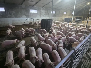 Porci si Purcei - imagine 2