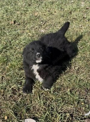 Catelusa Border Collie  - imagine 2