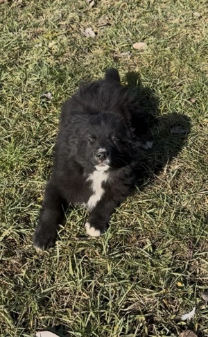 Catelusa Border Collie  - imagine 3