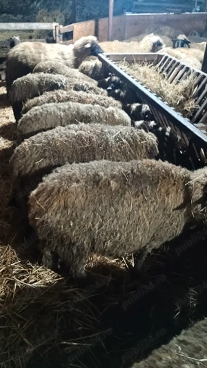 oi de vânzare  - imagine 2