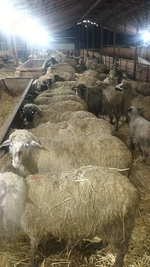 oi de vânzare  - imagine 3