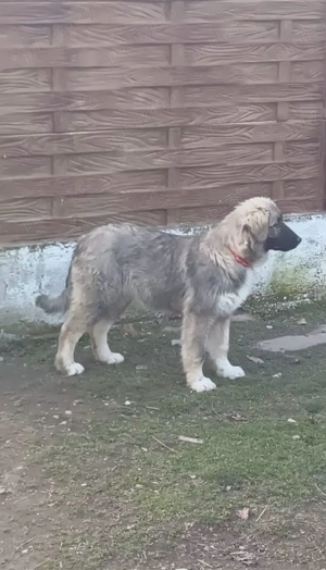 Femela Ciobanesc Romanesc Carpatin cu pedigree - imagine 2