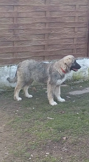 Femela Ciobanesc Romanesc Carpatin cu pedigree