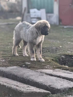 Femela Ciobanesc Romanesc Carpatin cu pedigree - imagine 4