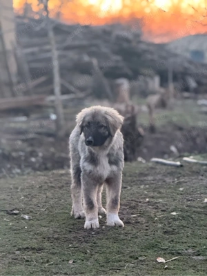 Femela Ciobanesc Romanesc Carpatin cu pedigree - imagine 5