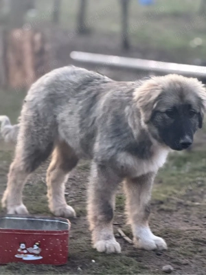 Femela Ciobanesc Romanesc Carpatin cu pedigree - imagine 3