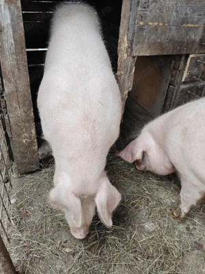 De vanzare - imagine 5