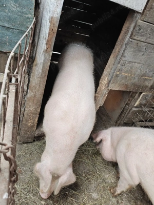 De vanzare - imagine 3