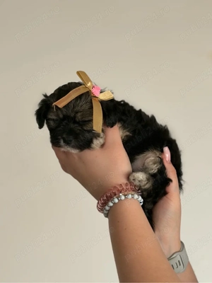 Vand pui de bichon Havanese 