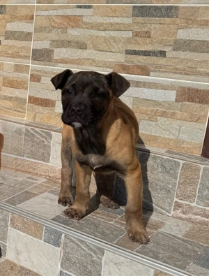 Pui Presa Canario