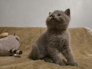 British shorthair lila - imagine 3