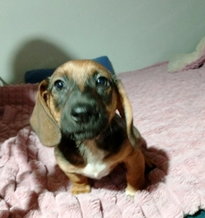 Cățeluși teckel metis - imagine 2