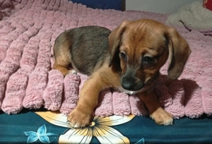 Cățeluși teckel metis - imagine 3