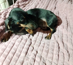 Cățeluși teckel metis - imagine 4