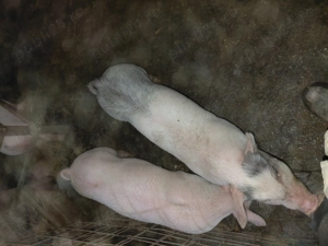 Purcei de carne - imagine 3