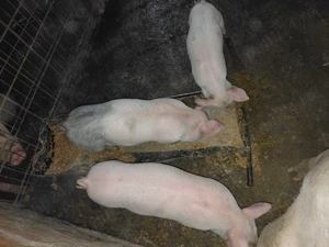 Purcei de carne - imagine 4